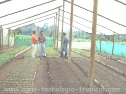Producción de plántulas en invernadero y en suelo
